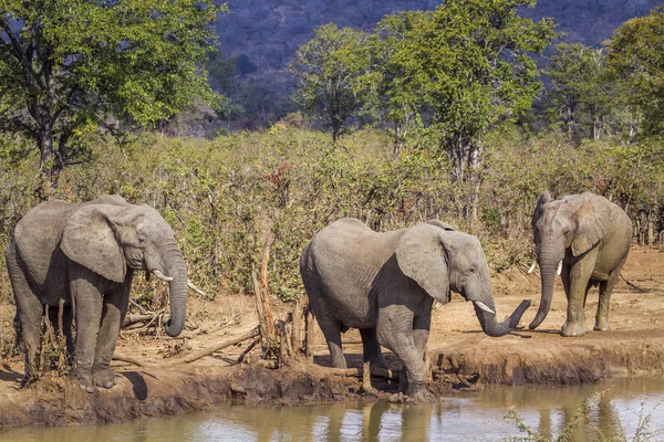 アフリカのブッシュゾウ クルーガー国立公園 南アフリカ ゾウ科の正貨 Loxodonta アフリカーナ家族 — ストック写真