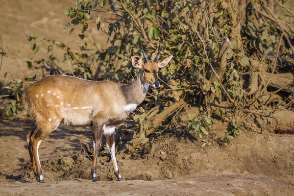 Capo Bushbuck Nel Parco Nazionale Kruger Sud Africa Specie Tragelaphus — Foto Stock