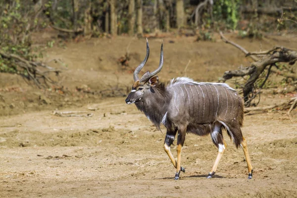 Nyala Kruger National Park Sudáfrica Especie Tragelaphus Angasii Familia Bovidae —  Fotos de Stock