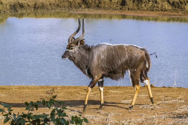 Nyala Kruger National Park Zuid Afrika Soort Tragelaphus Angasii Familie — Stockfoto