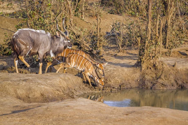 Kruger Ulusal Parkı Güney Afrika Nyala Bovidae Familyasından Specie Tragelaphus — Stok fotoğraf