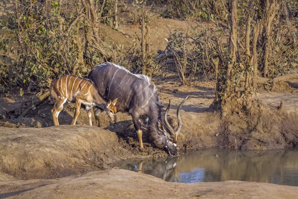 Nyala Kruger National Park Zuid Afrika Soort Tragelaphus Angasii Familie — Stockfoto