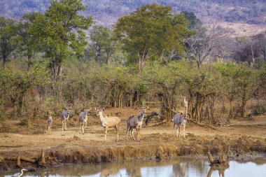 Kruger National park, Güney Afrika için büyük kudu; Nakit yayılım gösterir: strepsiceros aile Bovidae