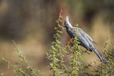 Grey away kuş Kruger National park, Güney Afrika için gitmek; Musophagidae nakit Corythaixoides concolor ailesi
