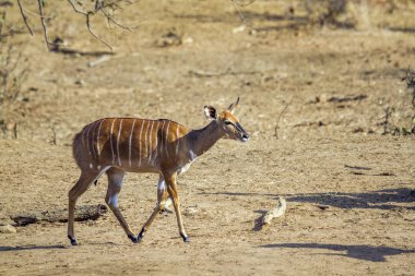 Kruger Ulusal Parkı, Güney Afrika 'da Nyala; Bovidae familyasından Specie Tragelaphus angasii