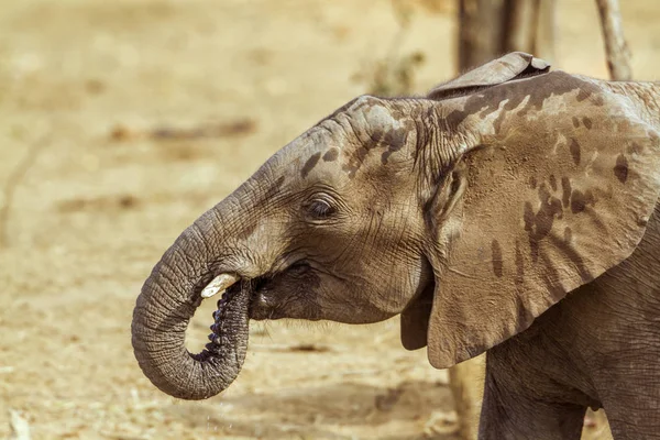 Elefante Mato Africano Parque Nacional Kruger África Sul Espécie Loxodonta — Fotografia de Stock