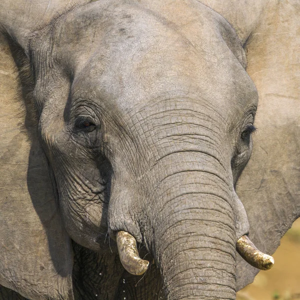 African Bush Elephant Kruger National Park South Africa Specie Loxodonta — Stock Photo, Image