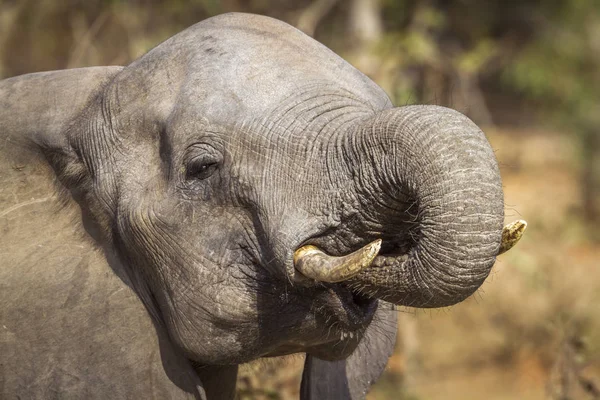 Elefante Mato Africano Parque Nacional Kruger África Sul Espécie Loxodonta — Fotografia de Stock