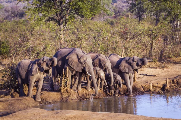 Éléphant Brousse Afrique Dans Parc National Kruger Afrique Sud Espèce — Photo