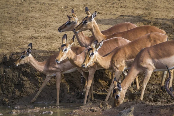 Common Impala Kruger National Park Sudáfrica Specie Aepyceros Melampus Family —  Fotos de Stock