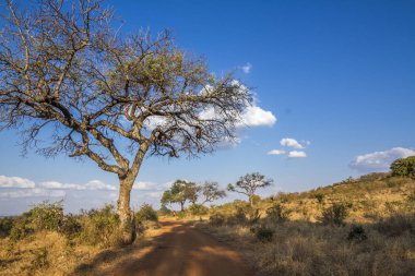 Toprak yol Safari'de Punda Maria, Kruger National park, Güney Afrika