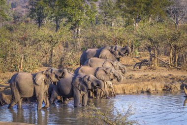 Afrika bush fil Kruger National park, Güney Afrika için; Nakit Loxodonta africana ailesi fil