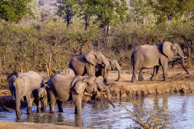 Afrika bush fil Kruger National park, Güney Afrika için; Nakit Loxodonta africana ailesi fil