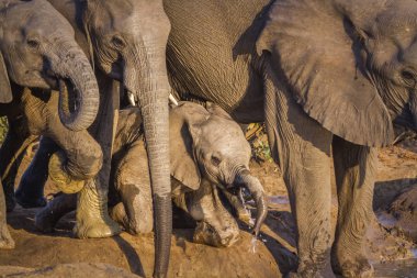Afrika bush fil Kruger National park, Güney Afrika için; Nakit Loxodonta africana ailesi fil
