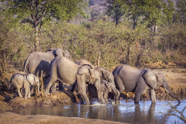 Éléphant Brousse Afrique Dans Parc National Kruger Afrique Sud Espèce — Photo