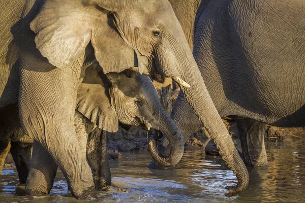 Afrikaanse Bush Elephant Kruger National Park Zuid Afrika Specie Loxodonta — Stockfoto