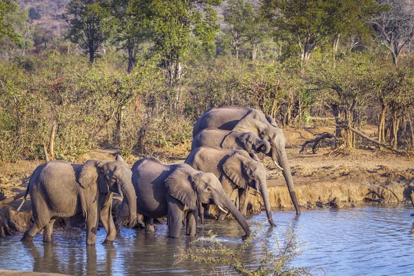 African Bush Elephant Kruger National Park South Africa Specie Loxodonta — Stock Photo, Image