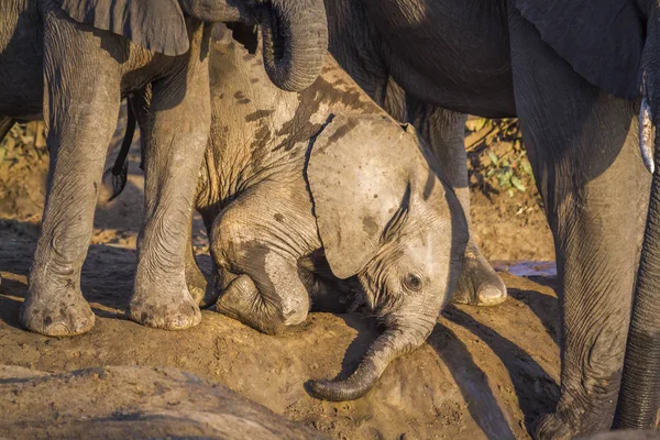 Afrikaanse Bush Elephant Kruger National Park Zuid Afrika Specie Loxodonta — Stockfoto