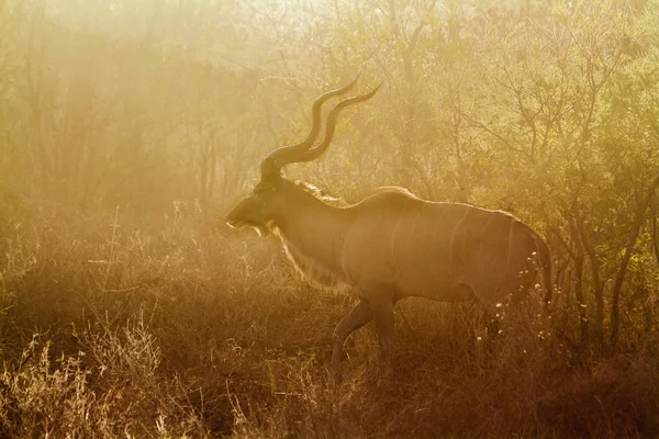 Greater Kudu Kruger National Park África Sul Specie Tragelaphus Strepsiceros — Fotografia de Stock