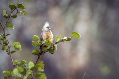 Benekli Mousebird Kruger National park, Güney Afrika için; Coliidae nakit Colius striatus ailesi
