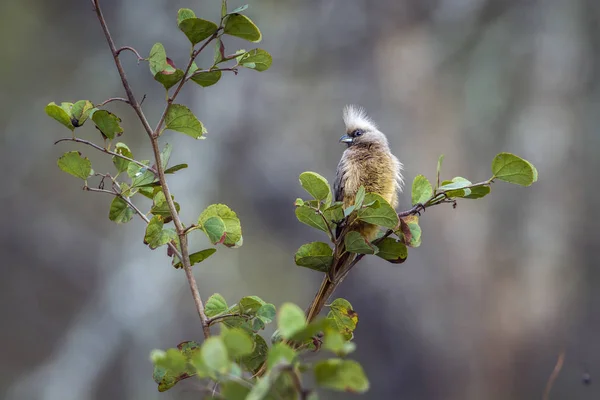 Speckled Mousebird Kruger National Park South Africa Specie Colius Striatus — Stock Photo, Image