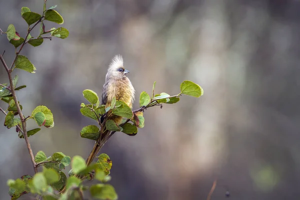 Csíkos Egérmadár Kruger Nemzeti Park Dél Afrika Specie Colius Striatus — Stock Fotó