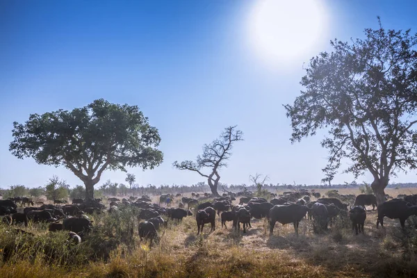 Африканські Буйволи Національний Парк Крюгера Пар Виду Syncerus Caffer Родини — стокове фото