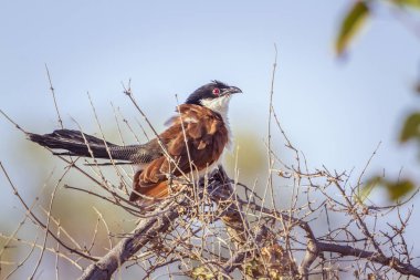Burchell Coucal Kruger National park, Güney Afrika için; Nakit Centropus burchellii ailesi Cuculidae
