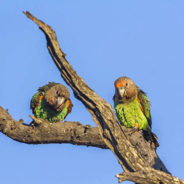 Cape Parrot Kruger National Park South Africa Specie Poicephalus Robustus — Stock Photo, Image