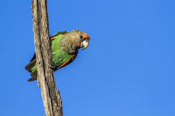 Cape Parrot Dans Parc National Kruger Afrique Sud Espèce Poicephalus — Photo