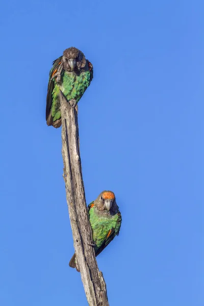 Kap Papegoja Kruger National Park Sydafrika Specie Poicephalus Robustus Familj — Stockfoto