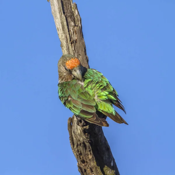 Kap Papegoja Kruger National Park Sydafrika Specie Poicephalus Robustus Familj — Stockfoto