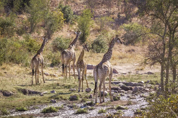 Girafe Dans Parc National Kruger Afrique Sud Espèce Giraffa Camelopardalis — Photo