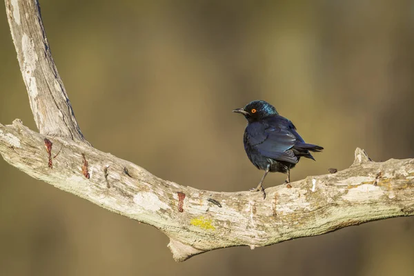 Μεγαλύτερη Μπλε Eared Γυαλιστερό Starling Στο Εθνικό Πάρκο Κρούγκερ Νότια — Φωτογραφία Αρχείου