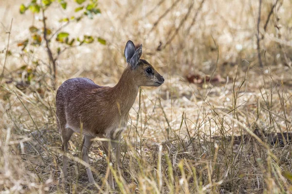 Sharpe Grysbok Kruger National Park Güney Afrika Için Nakit Raphicerus — Stok fotoğraf