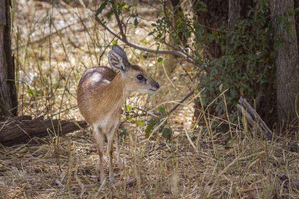 Sharpe Grysbok Kruger National Park Güney Afrika Için Nakit Raphicerus — Stok fotoğraf