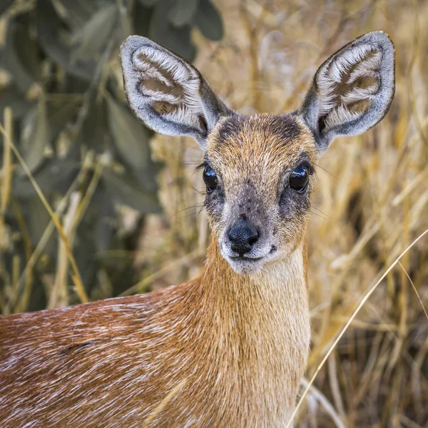 Antylopik Przylądkowy Sharpe Kruger National Park Afryka Południowa Gatunku Raphicerus — Zdjęcie stockowe