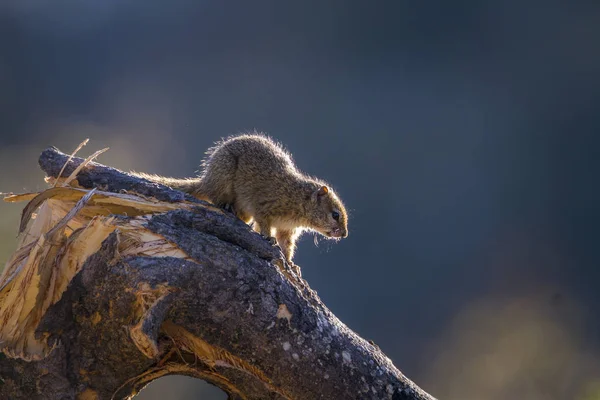 Smith Bush Squirrel Kruger National Park South África Specie Paraxerus — Fotografia de Stock