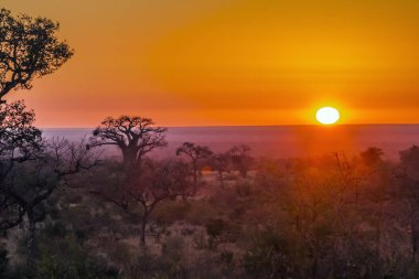 Gündoğumu peyzaj Kruger National park, Güney Afrika baobap ağacı; Nakit Baobab digitata aile Ebegümecigiller