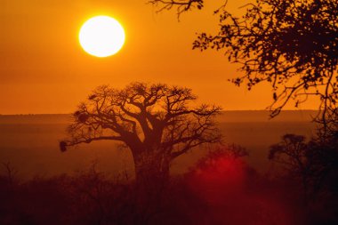 Gündoğumu peyzaj Kruger National park, Güney Afrika baobap ağacı; Nakit Baobab digitata aile Ebegümecigiller