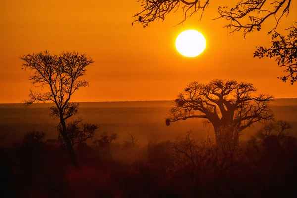 Baobab Tree Sunrise Landscape Kruger National Park South Africa Specie — Stock Photo, Image
