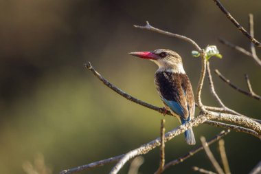 Brown Kingfisher Kruger National park, Güney Afrika için Kapşonlu; Nakit Halcyon albiventris ailesi Alcedinidae