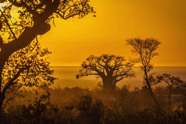 Baobab tree in sunrise landscape in Kruger National park, South Africa ; Specie Adansonia digitata family of Malvaceae