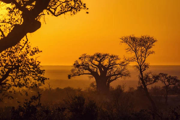 Baobab Árvore Nascer Sol Paisagem Parque Nacional Kruger África Sul — Fotografia de Stock