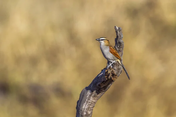 Black Gekroond Tchagra Kruger National Park Zuid Afrika Specie Tchagra — Stockfoto