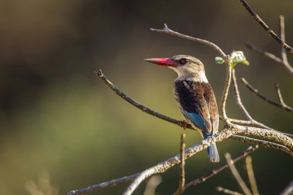 Brązowy Kapturem Zimorodek Kruger National Park Afryka Południowa Specie Halcyon — Zdjęcie stockowe