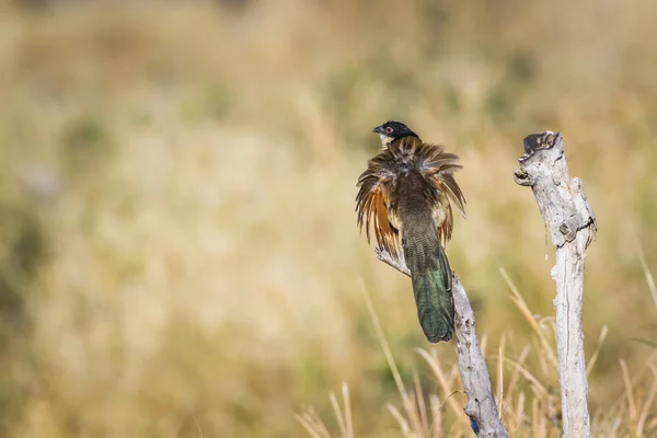 Burchell Coucal Dans Parc National Kruger Afrique Sud Famille Des — Photo