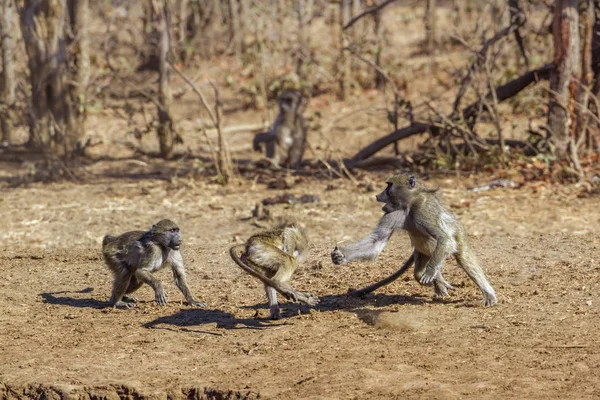 Babbuino Chacma Nel Parco Nazionale Kruger Sudafrica Famiglia Cercopithecidae Specie — Foto Stock