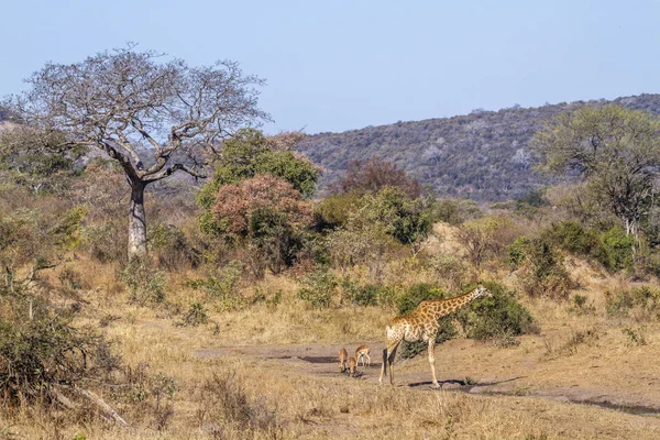 Καμηλοπάρδαλη Εθνικό Πάρκο Κρούγκερ Νότια Αφρική Giraffidae Οικογένειας Specie Giraffa — Φωτογραφία Αρχείου