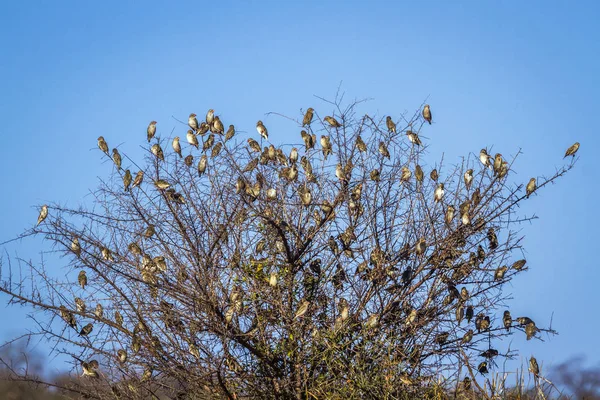 Snovač Rudozobý Krugerův Národní Park Jižní Afrika Specie Quelea Quelea — Stock fotografie